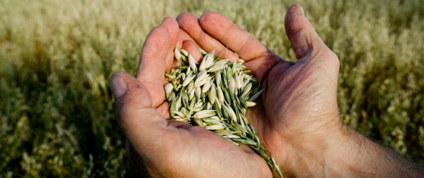 ubezpieczenie_plonów